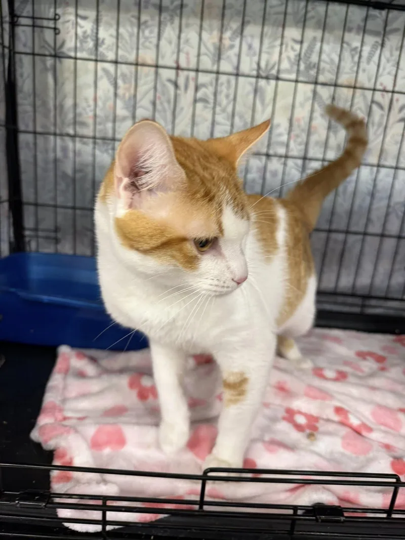 Frankie Knucles thumbnail 4