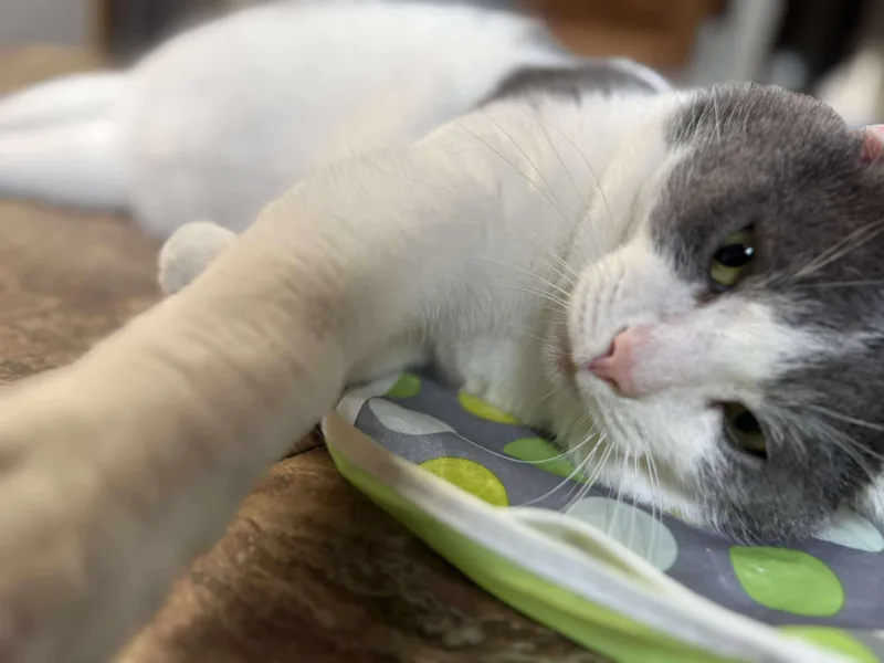An adult medium-sized male Gray & White Domestic Short Hair cat named Pascal for adoption in Talbott, TN