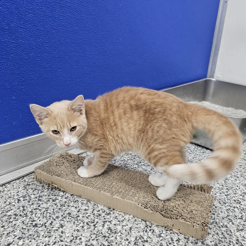 A baby medium-sized male Tabby (Orange / Red) Domestic Short Hair cat named Nemo for adoption in Dunkirk, NY