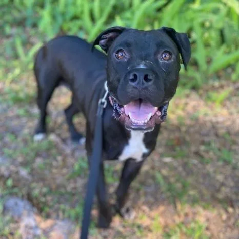 An adult medium-sized male Brown / Chocolate Mixed Breed dog named Kirby for adoption in Jacksonville, FL