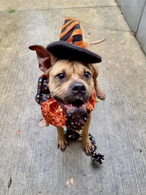 An adult medium-sized female Brown / Chocolate Pit Bull Terrier dog named Pumpkin for adoption in Chicago, IL