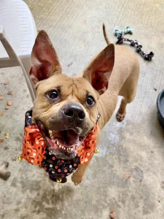 Pumpkin thumbnail 2