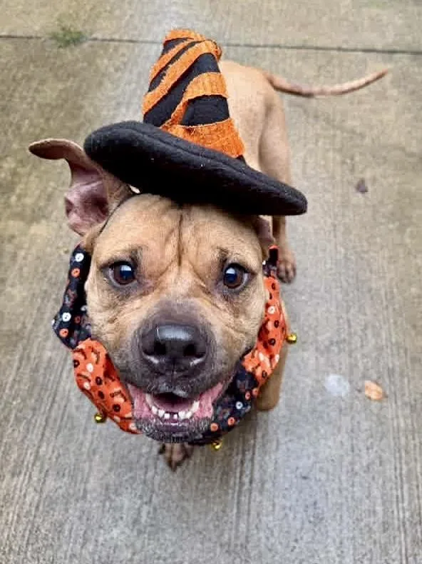 Pumpkin thumbnail 3
