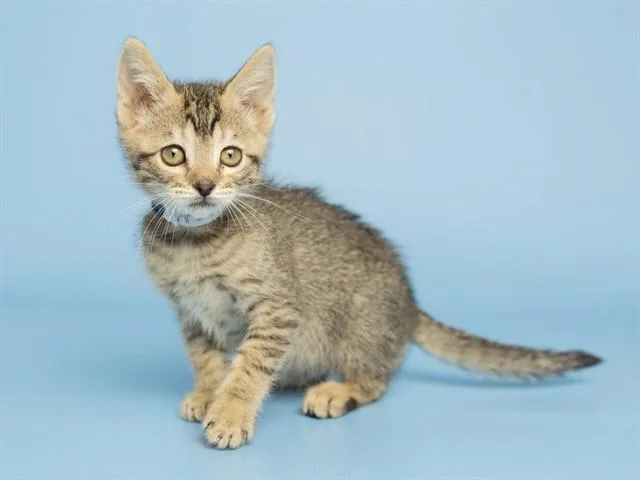 Mia