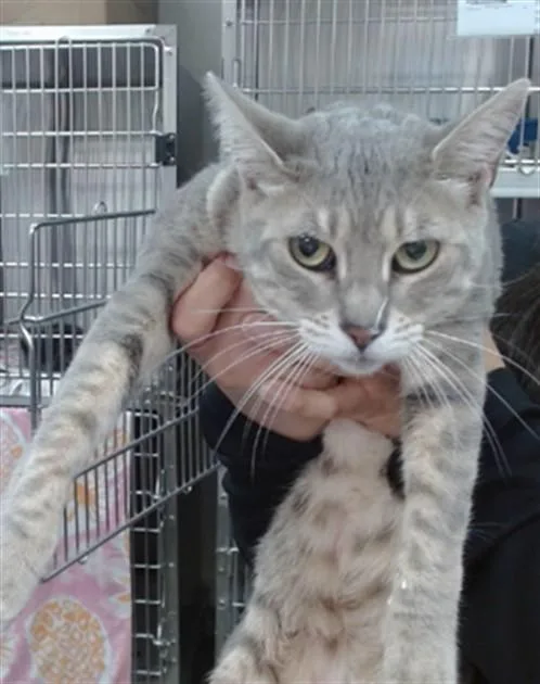 An adult large-sized female Domestic Short Hair cat named Fig for adoption in Salinas, CA