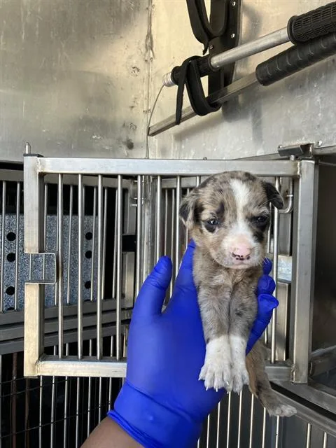A baby large-sized female Mixed Breed dog named Marble for adoption in Dallas, TX