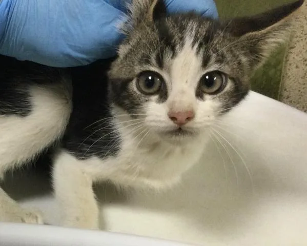 A baby small-sized female Domestic Short Hair cat named Sammie for adoption in Riverside, CA