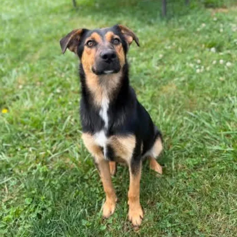 An adult medium-sized male Black Mixed Breed dog named Beckham for adoption in Alexandria, VA