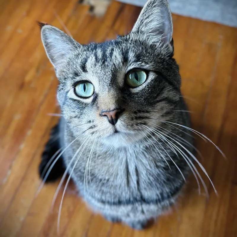 A young medium-sized male Tabby (Brown / Chocolate) Domestic Short Hair cat named Jackson for adoption in Buffalo, NY