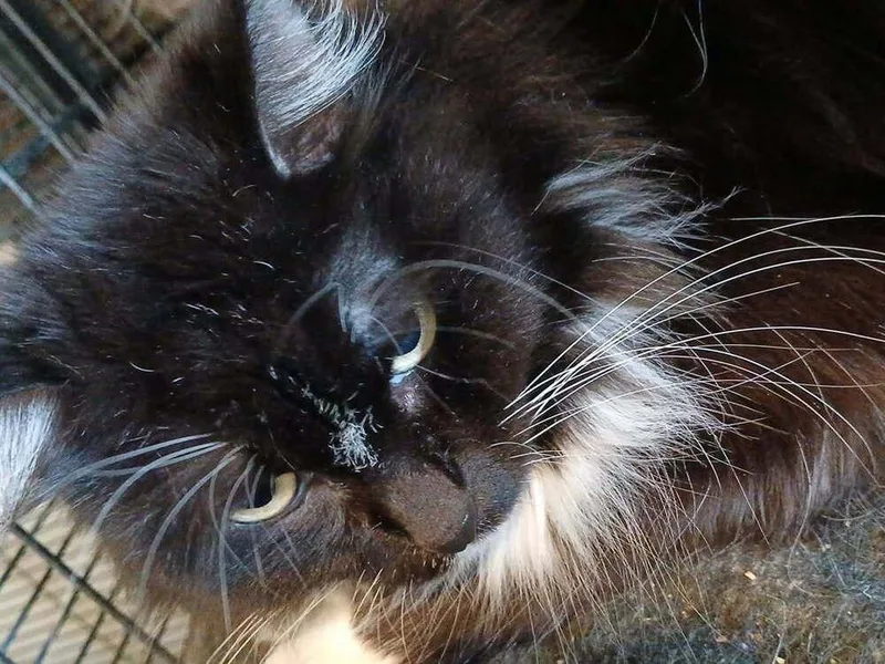 A young medium-sized female Black & White / Tuxedo Domestic Long Hair cat named Wynona for adoption in Thatcher, AZ