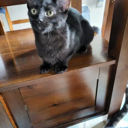 A young medium-sized female Black Domestic Short Hair cat named Green Bean Linnear for adoption in Tipp City, OH