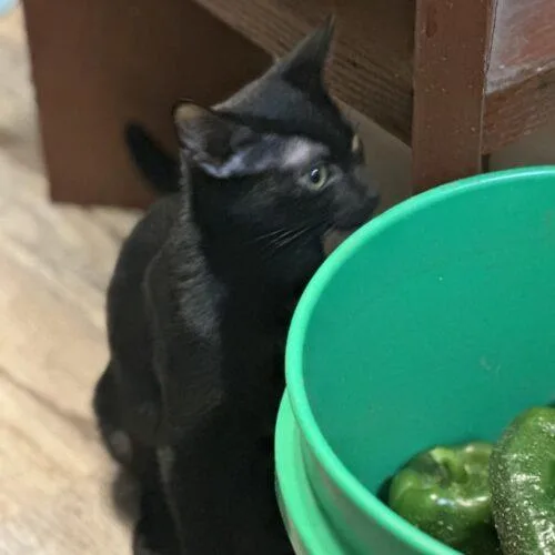 Green Bean Linnear thumbnail 3