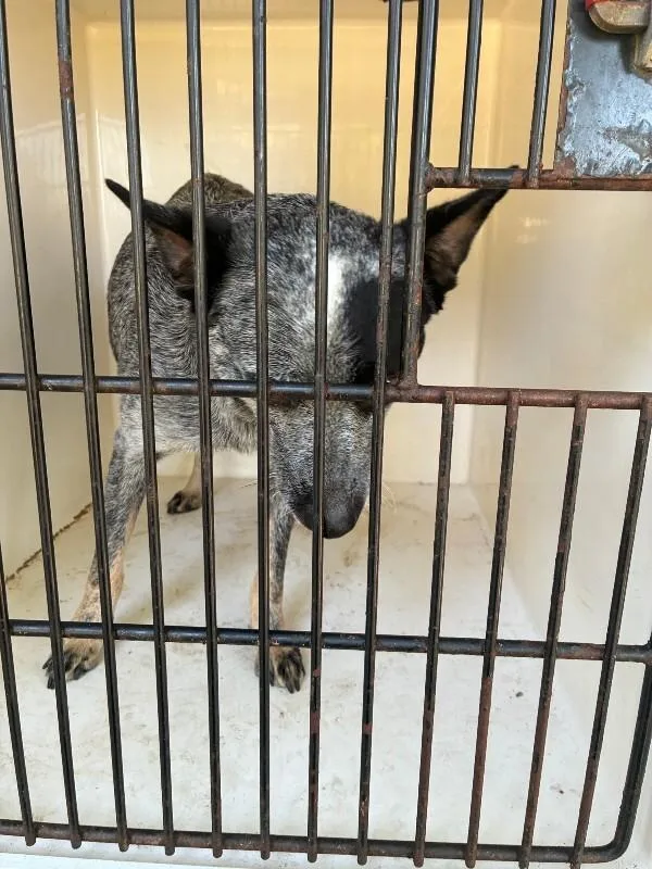 An adult medium-sized female Black Cattle Dog dog named Celia for adoption in Mobile, AL