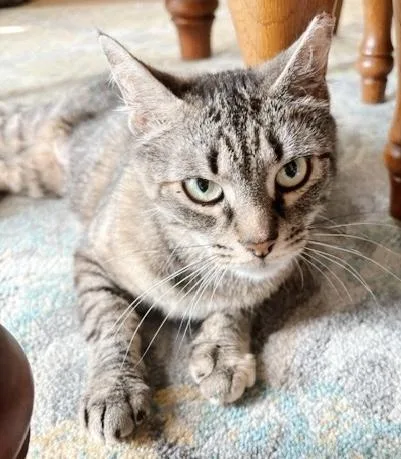 An adult medium-sized female Tabby (Gray / Blue / Silver) Tabby cat named Brandy for adoption in Philadelphia, PA