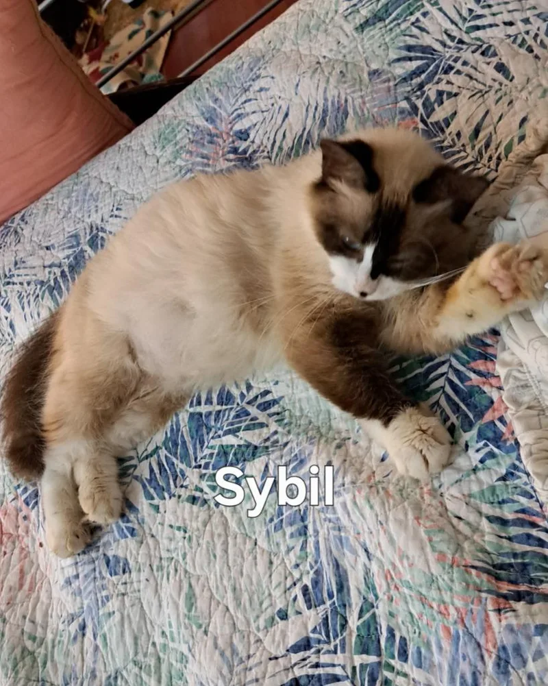Sybil