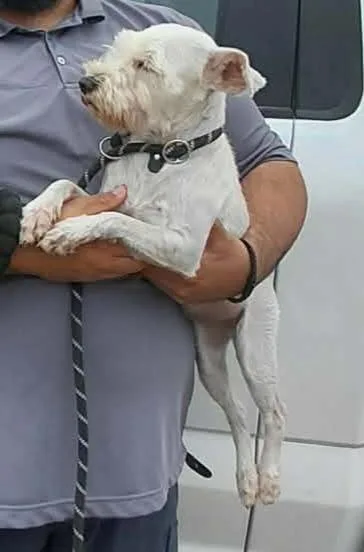 A young small-sized male Schnauzer dog named Seb for adoption in Fort Stockton, TX