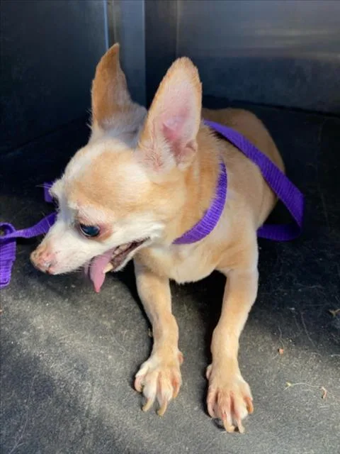 A senior small-sized male Chihuahua dog named Hotrod Aka Jedi for adoption in Woodland, CA