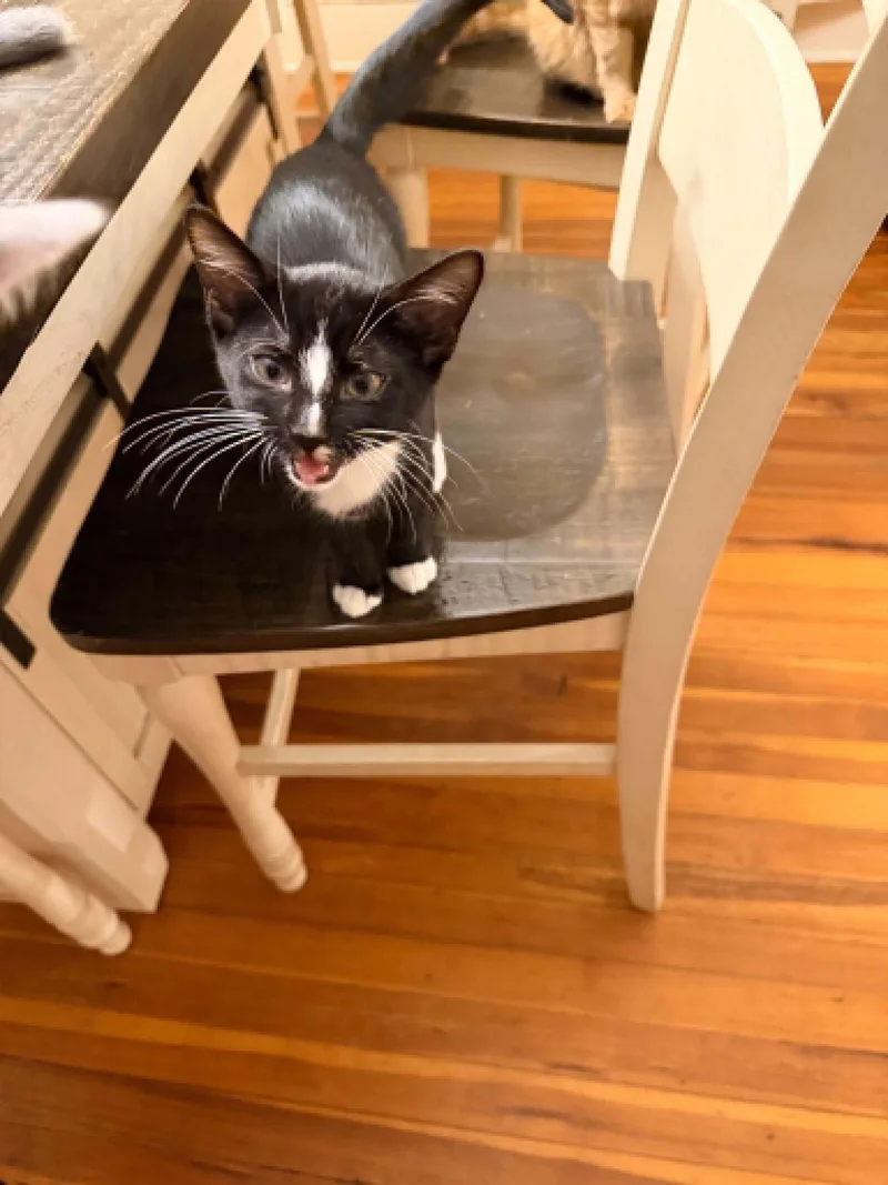 A baby medium-sized male Black & White / Tuxedo Domestic Short Hair cat named Bagel for adoption in Stewartsville, NJ