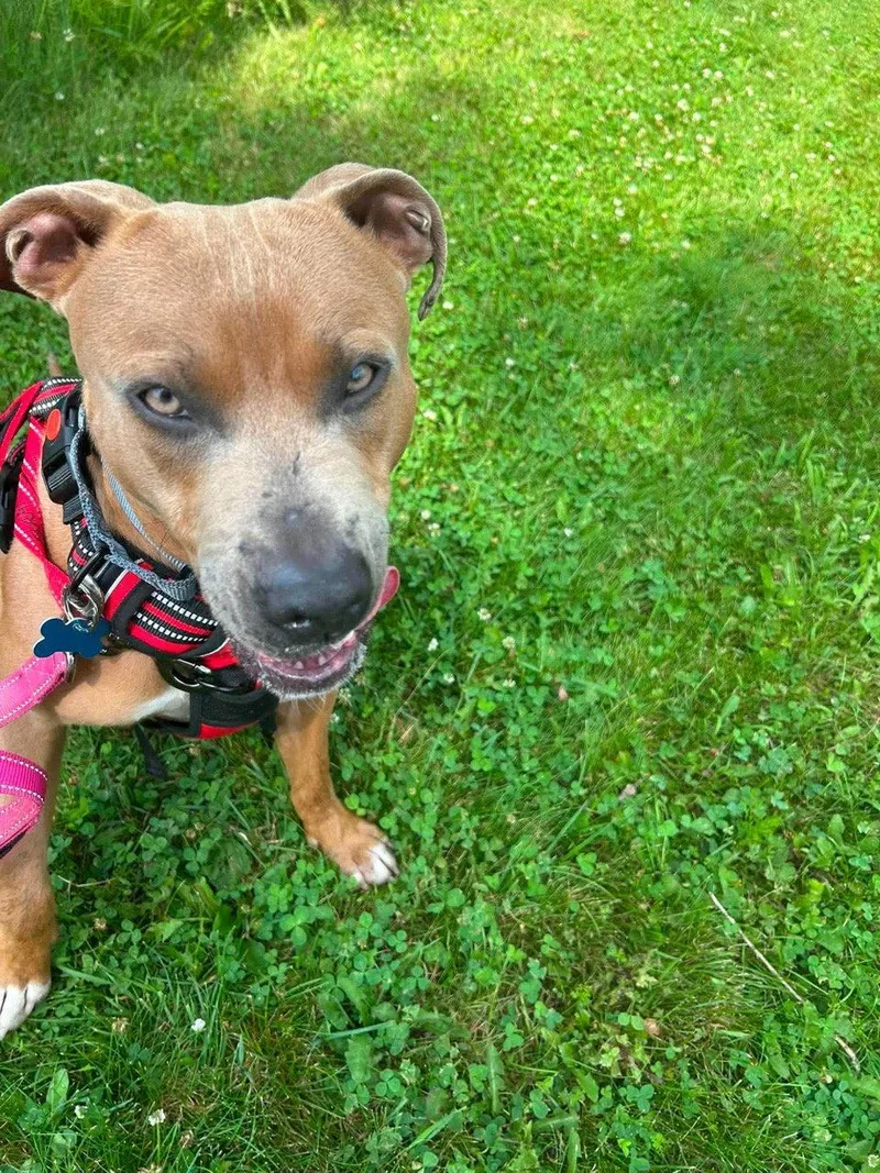 An adult medium-sized male Pit Bull Terrier dog named Petie for adoption in Livonia, MI