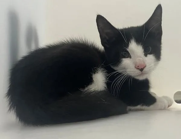 A baby small-sized unknown Domestic Short Hair cat named Onion for adoption in Staten Island, NY
