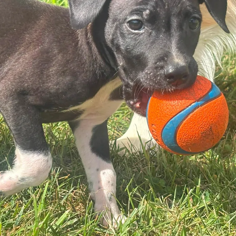A baby medium-sized male Labrador Retriever dog named Sneezy for adoption in Alma, MI
