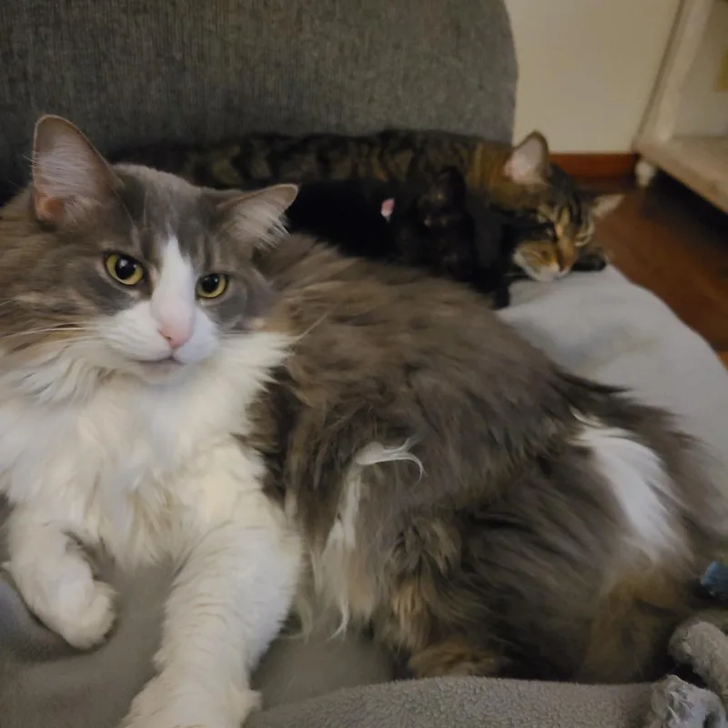 An adult large-sized female Gray / Blue / Silver Domestic Long Hair cat named Pearly Rose for adoption in Columbia, MO