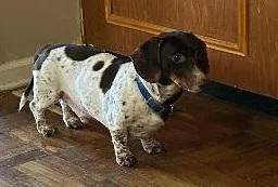 Teddy Piebald
