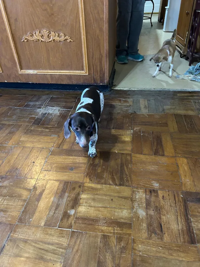 Teddy Piebald thumbnail 2