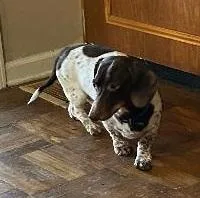 Teddy Piebald thumbnail 3