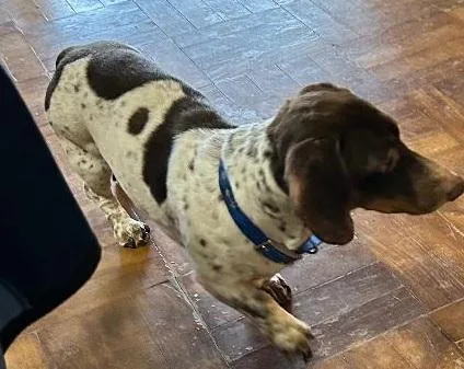 Teddy Piebald thumbnail 4