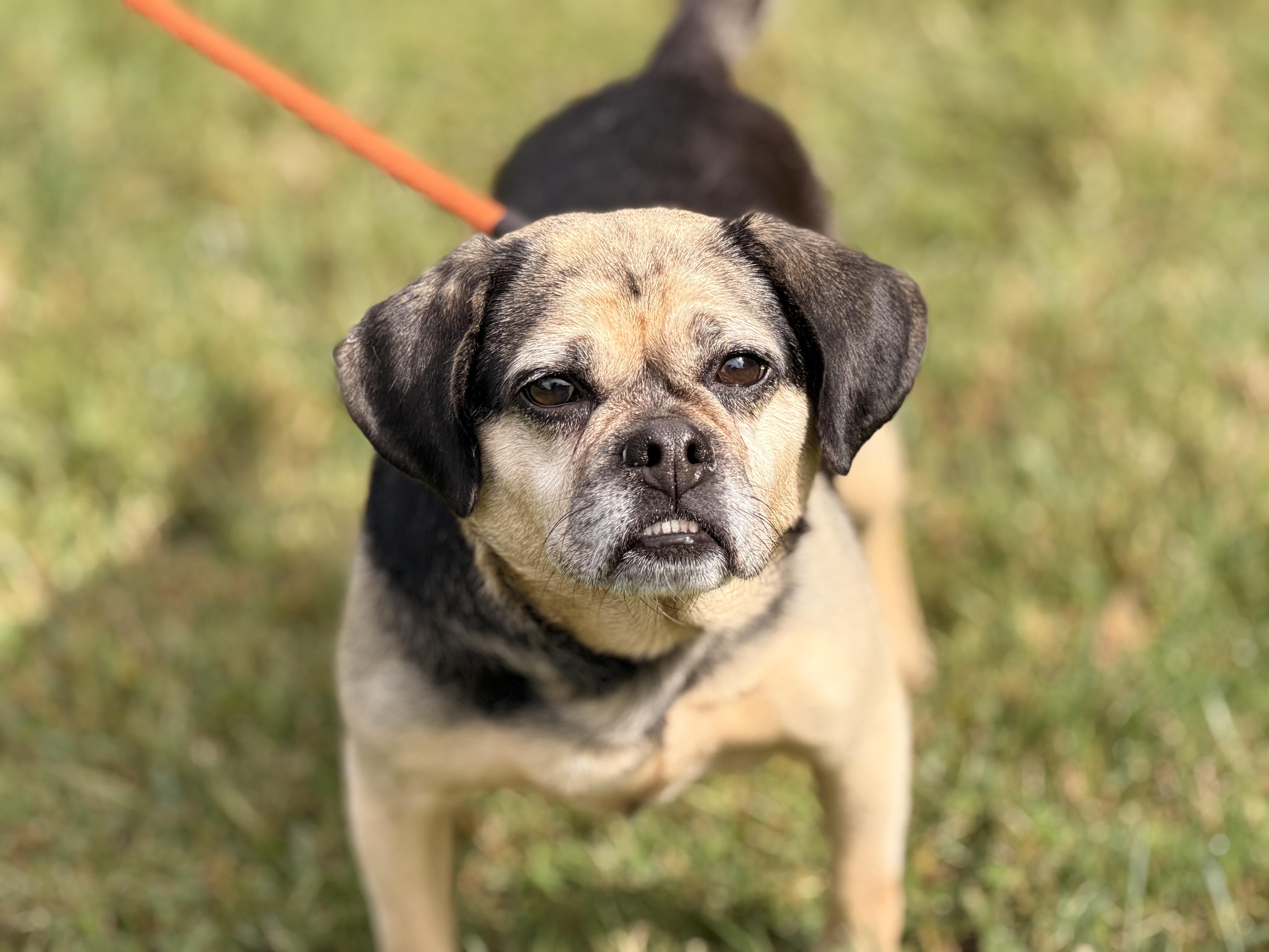 An adult small-sized female Yellow / Tan / Blond / Fawn Puggle dog named Ruby for adoption in Meherrin, VA