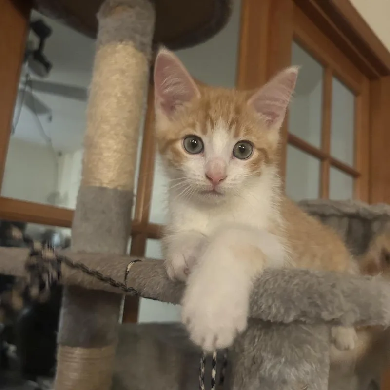 A baby small-sized male Domestic Short Hair cat named Wasabi for adoption in Allyn, WA