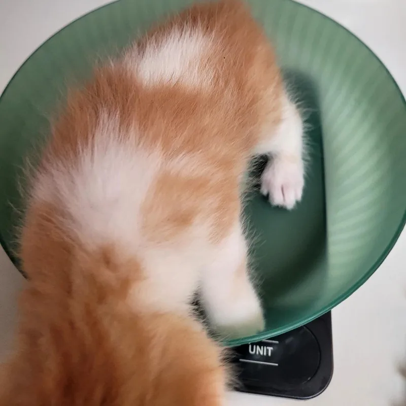 Wasabi thumbnail 2