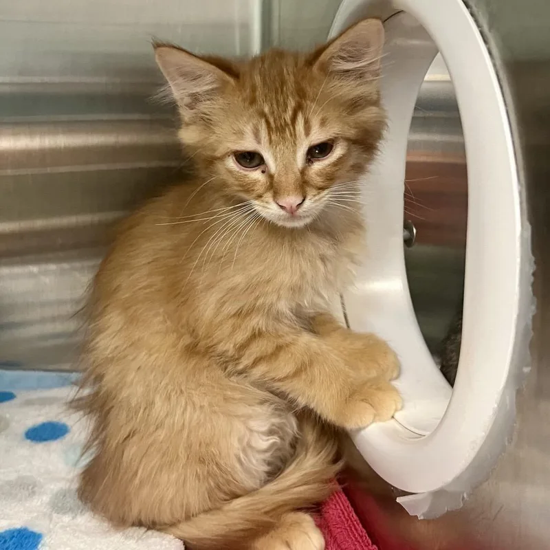 A baby small-sized male Orange / Red Domestic Medium Hair cat named Stahl for adoption in Tacoma, WA