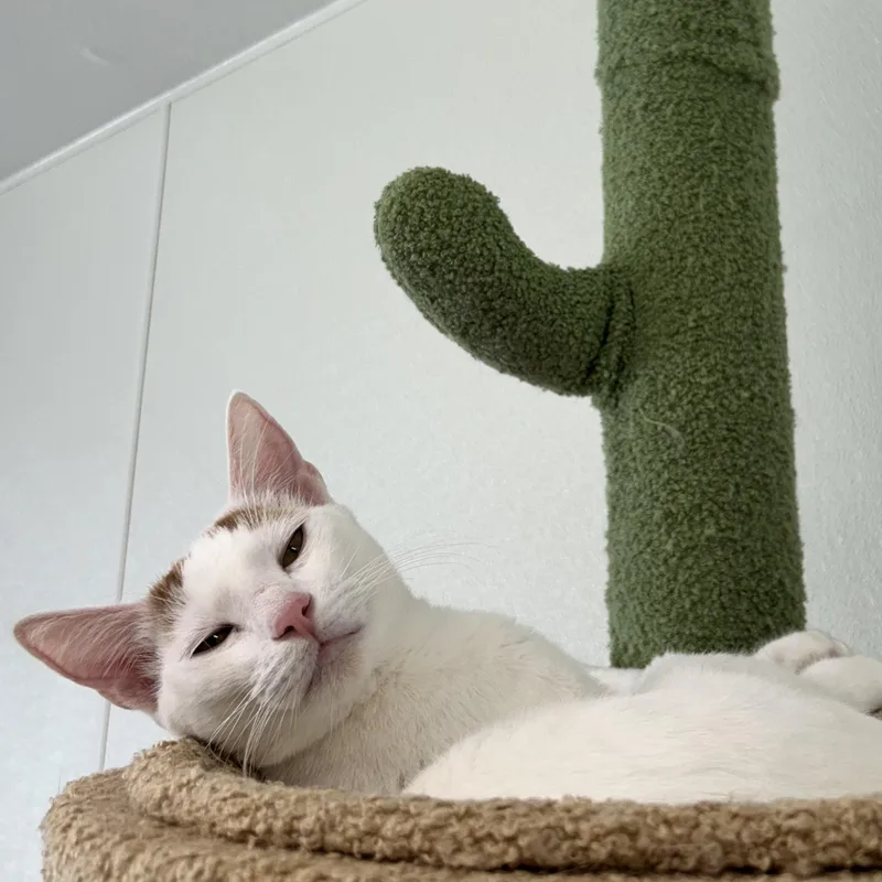 A young medium-sized male Orange & White Domestic Short Hair cat named White Pine for adoption in El Cajon, CA