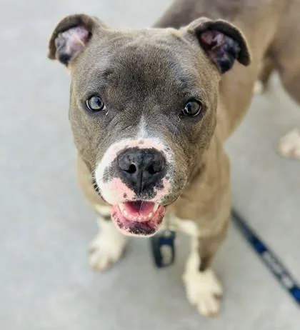 An adult medium-sized female Mixed Breed dog named Carmen Sandiego for adoption in West Chester, PA