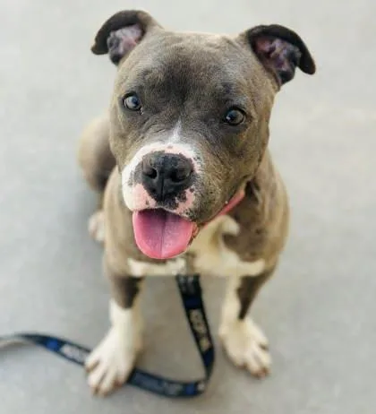 Carmen Sandiego thumbnail 2