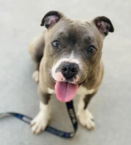 Carmen Sandiego thumbnail 3