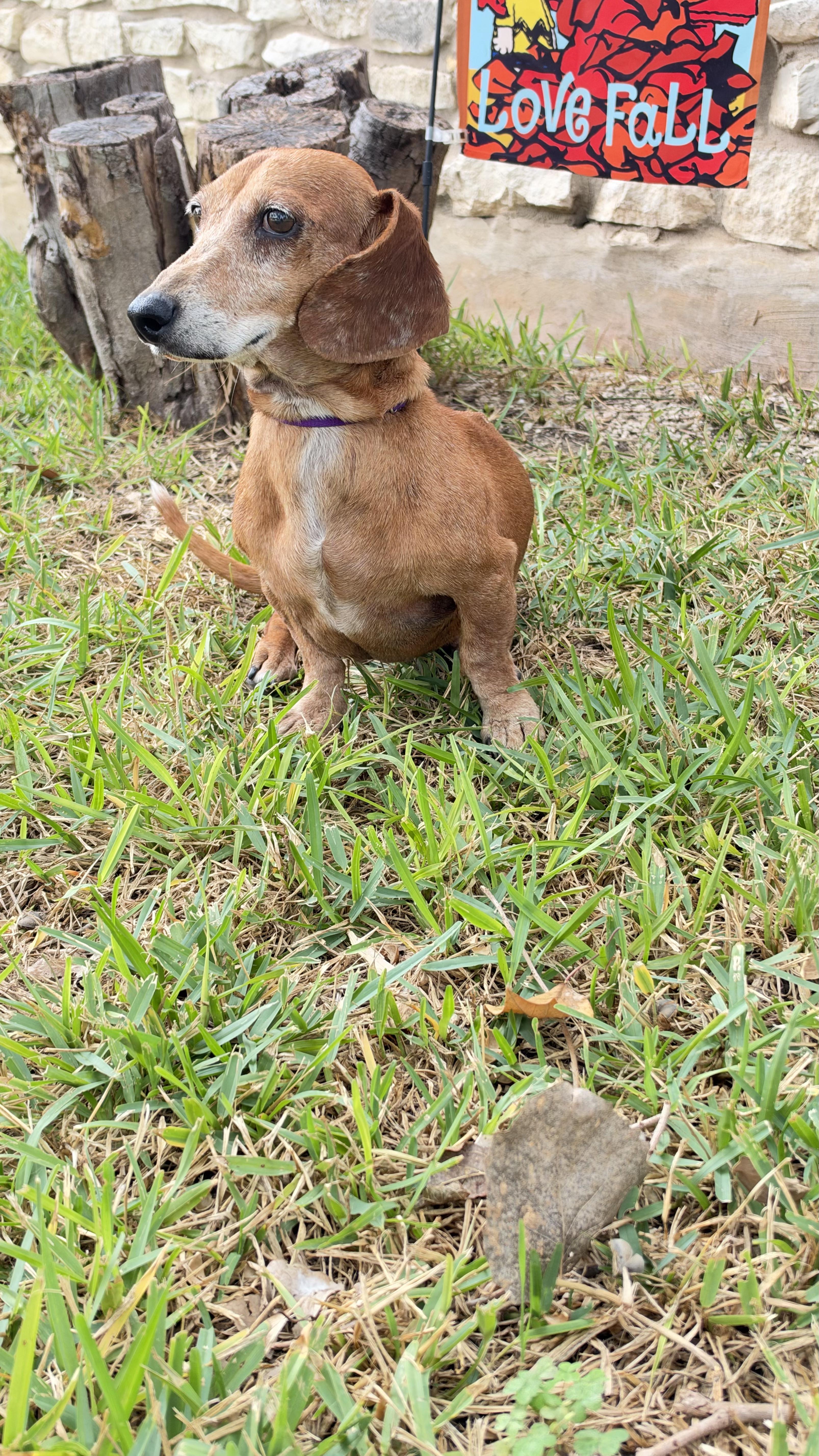 A senior small-sized male Tricolor (Brown, Black, & White) Dachshund dog named Max for adoption in San Antonio, TX