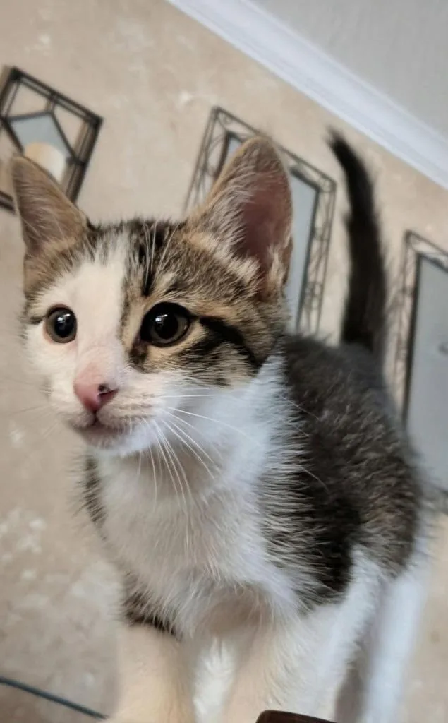 A baby small-sized male Domestic Short Hair cat named Honda for adoption in Sebastian, FL