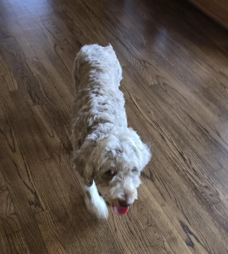 Cinnamon thumbnail 2