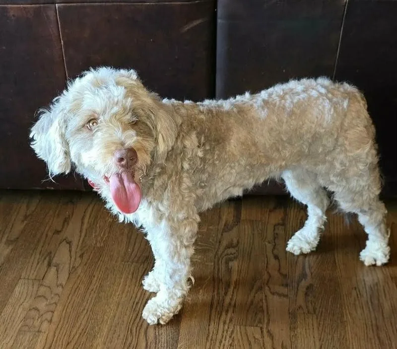 Cinnamon thumbnail 3