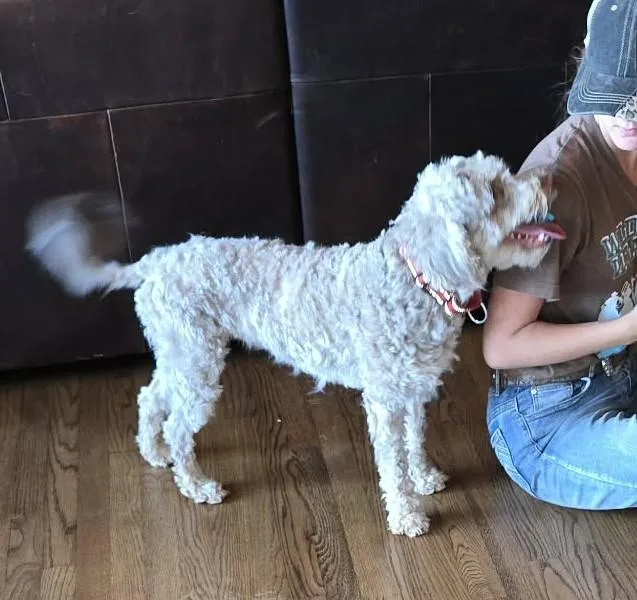 Cinnamon thumbnail 5