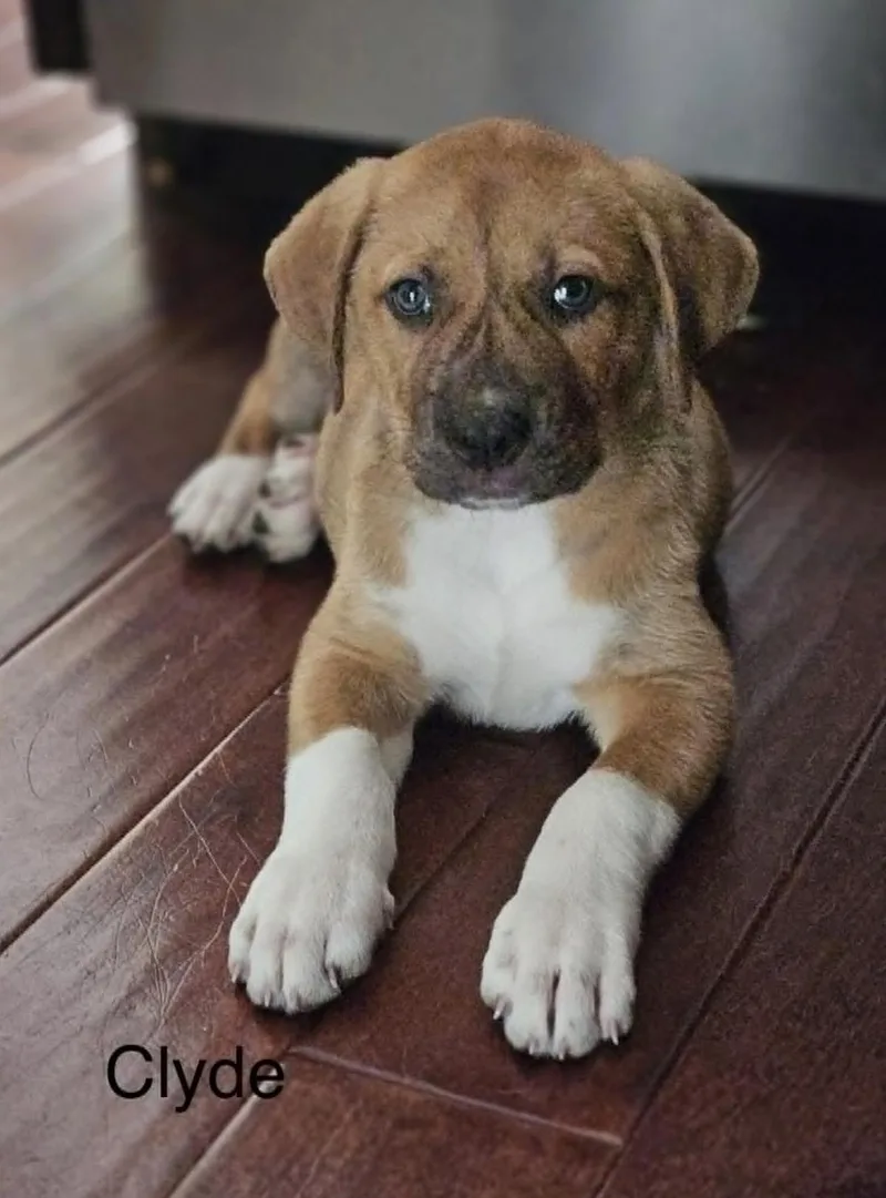 Clyde