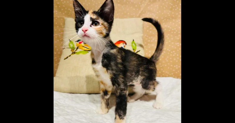 Inkwell thumbnail 5