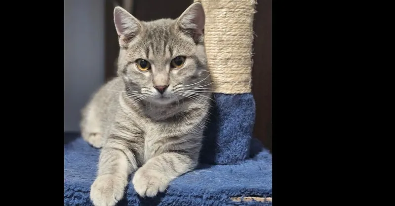 A baby small-sized female Gray / Blue / Silver Domestic Short Hair cat named Dandelion for adoption in Olyphant, PA