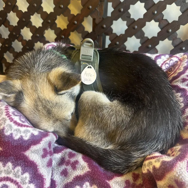 A senior small-sized male Yellow / Tan / Blond / Fawn Chihuahua dog named Applejack for adoption in San Francisco, CA