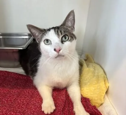 An adult medium-sized male Domestic Short Hair cat named Taco for adoption in Ringoes, NJ