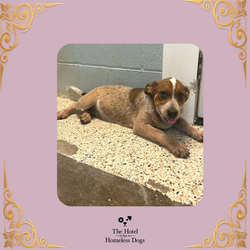 A young medium-sized female Bluetick Coonhound dog named Dixie for adoption in Cumberland, RI