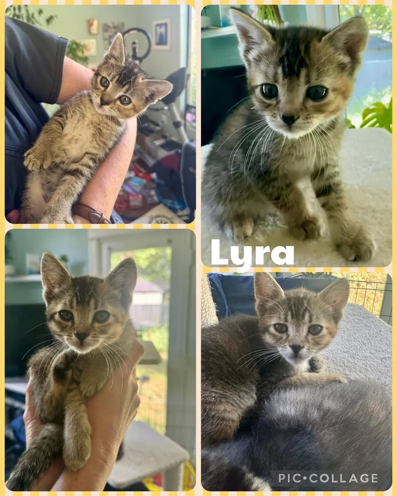 A baby small-sized female Tabby (Brown / Chocolate) Domestic Short Hair cat named Lyra for adoption in Newberg, OR